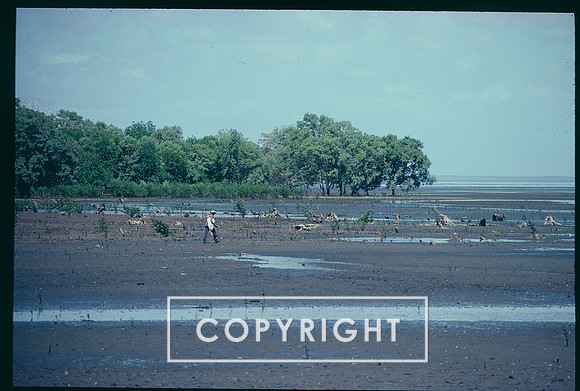 Crabber in Chitr'e, Panama