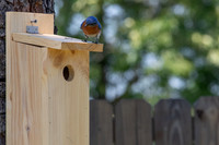 Bluebird Series