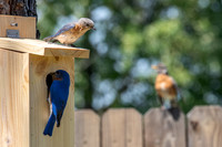 Bluebird Series