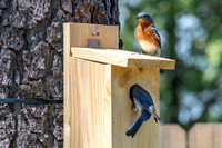 Bluebird Series