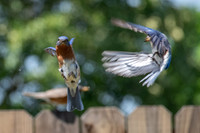 Bluebird Series