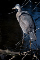 Heron