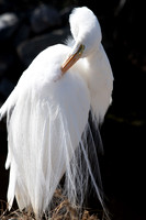 Great Egret