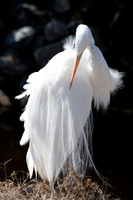 Great Egret