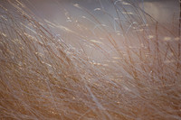 Sea Oats