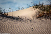 The dunes of Jockeys Ridge, NC