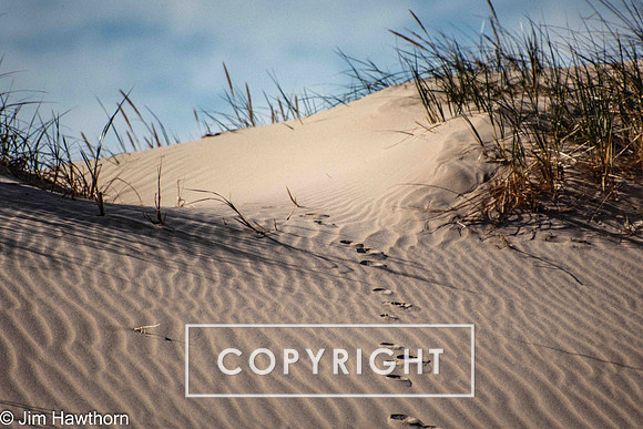 The dunes of Jockeys Ridge, NC