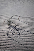 The dunes of Jockeys Ridge, NC
