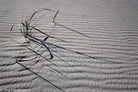 The dunes of Jockeys Ridge, NC
