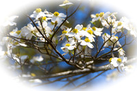 Dogwood