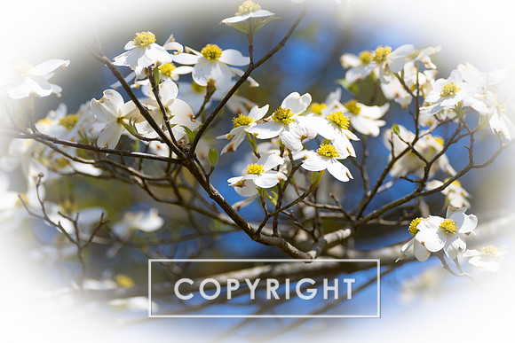 Dogwood