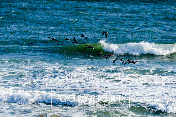 Brown Pelicans in the surf.