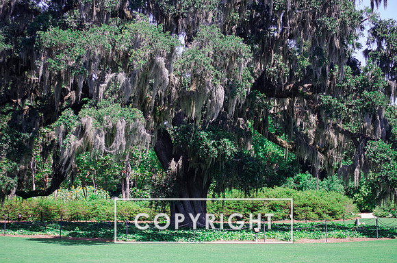 Airlie Gardens-13