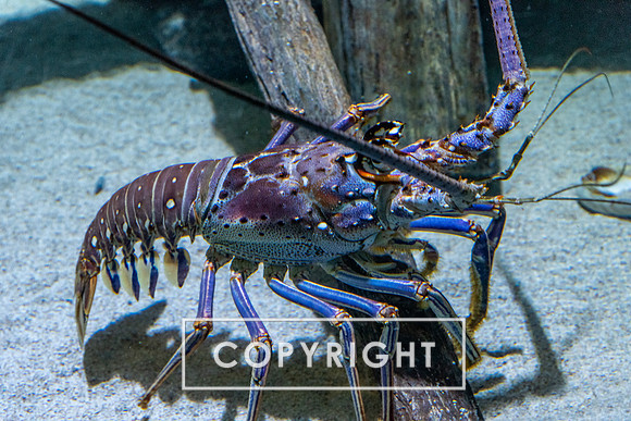 Lobster