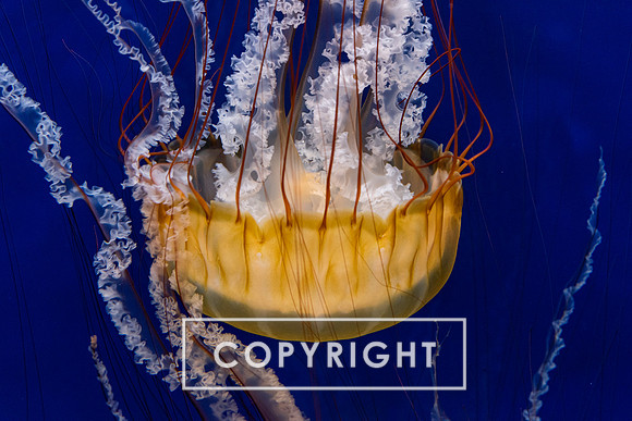 Jellyfish