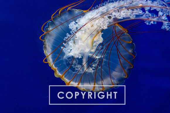 Jellyfish