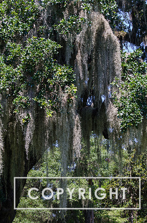 Airlie Gardens-12